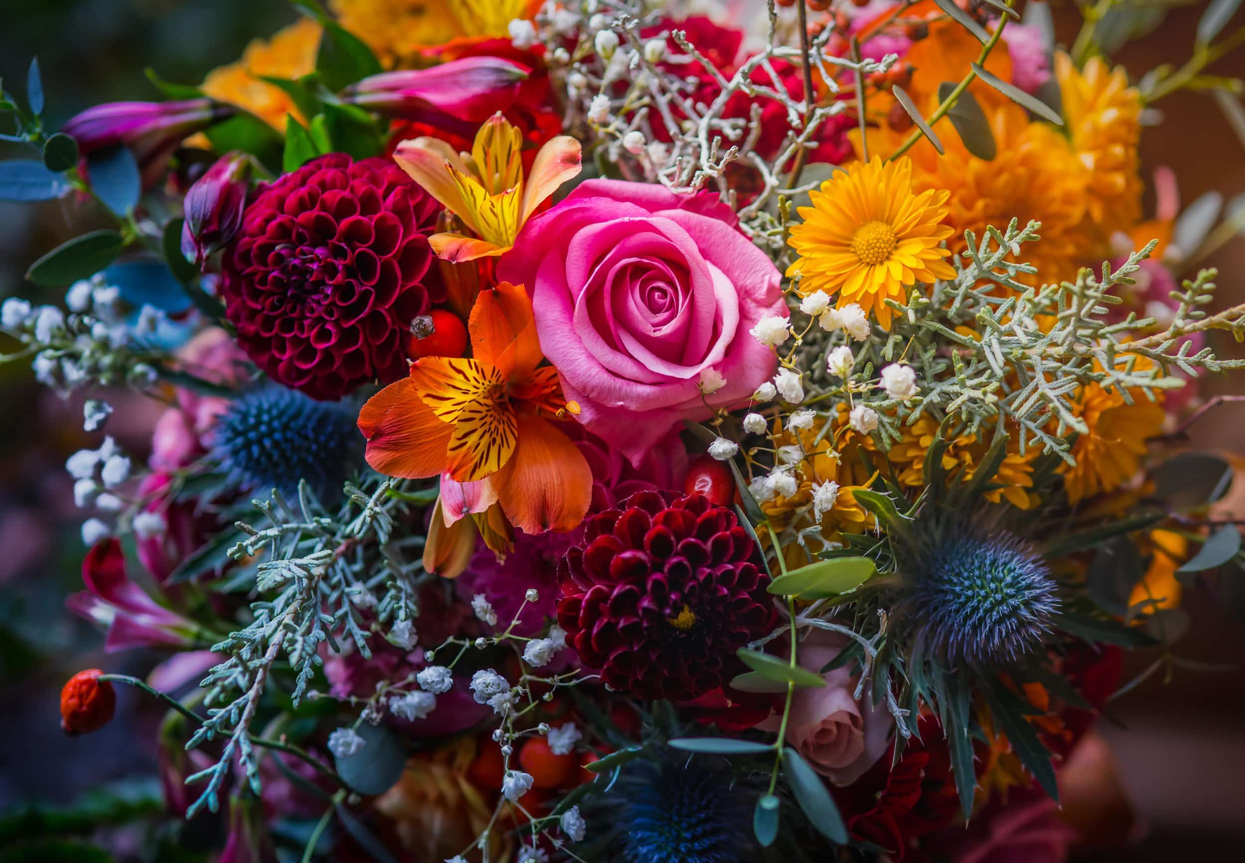 indoor plants and flowers